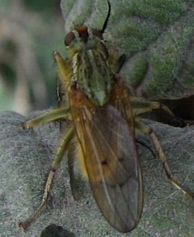 Scatophaga  stercoaria 1