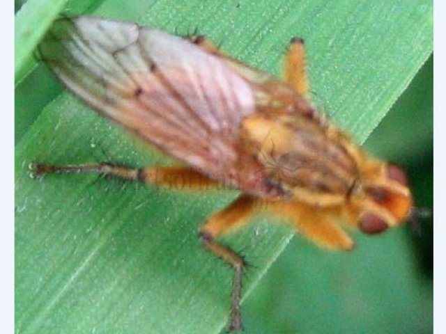 Scatophaga stercoaria 2