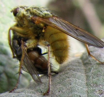 Scatophage stercoraria 3