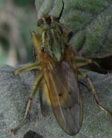 Scatophagidae