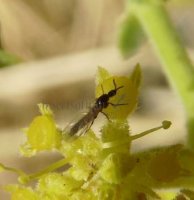 Scatopsidae-پشه