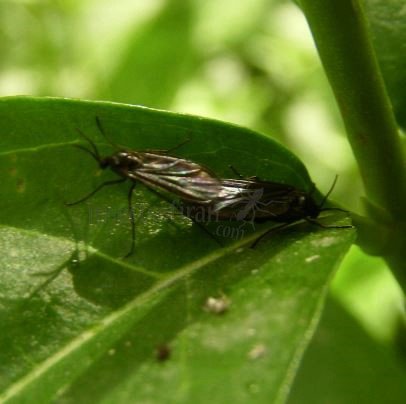Bradysia sp