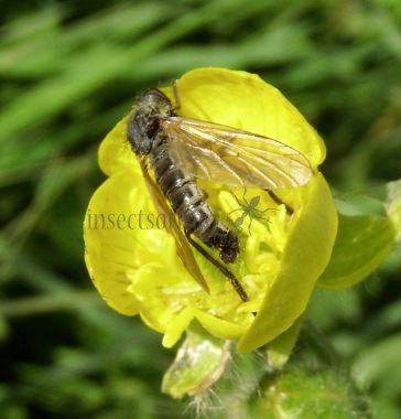 Sciaridae-1