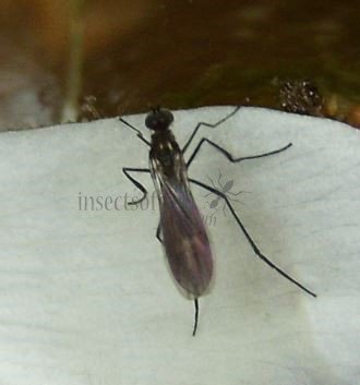 Sciaridae-2