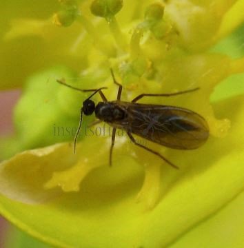Sciaridae-3
