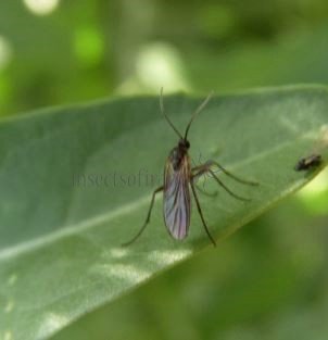 Bradysia tilicola-1