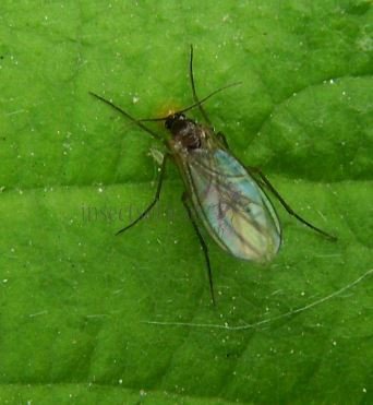 Bradysia tilicola-3