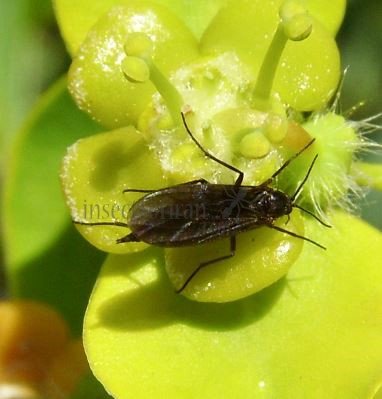 Sciara analis -1