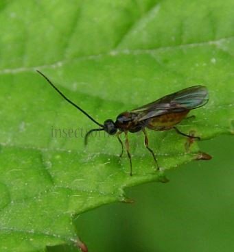 Sciara humeralis-2