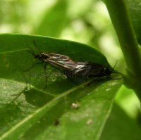 Sciaridae-پشه