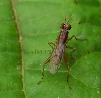 Euthycera alaris-1