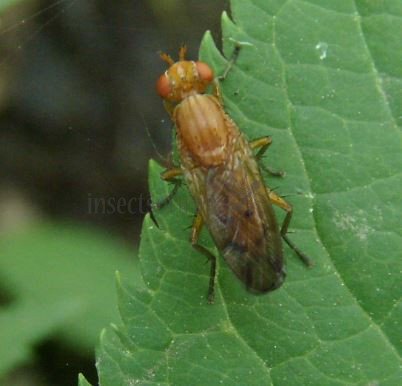 Ilione albiseta -1
