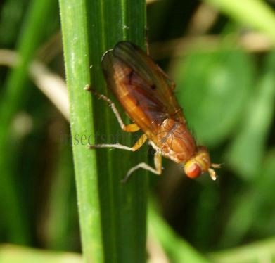 Ilione albiseta -2