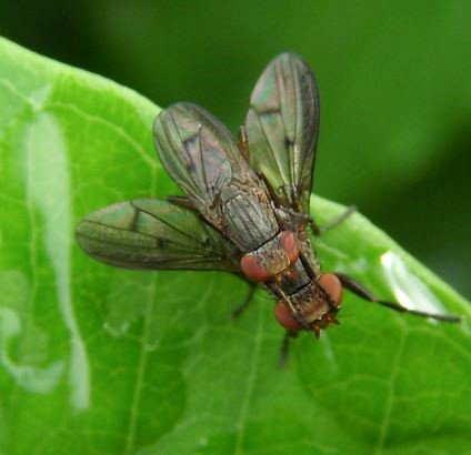 Pherbellia albocostata-1