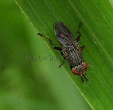 Pherbellia albocostata-2