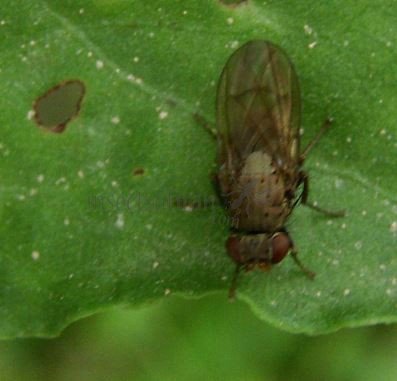 Pherbellia sp