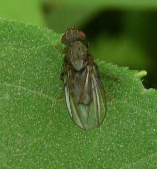 Pherbellia sp