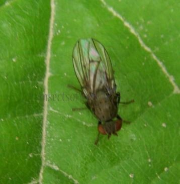 Pherbellia sp