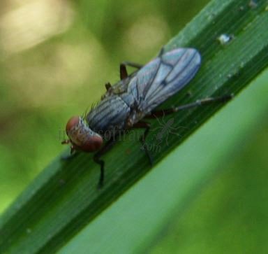 Pherbellia albocostata-3