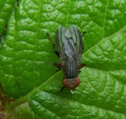 Pherbellia albocostata-4