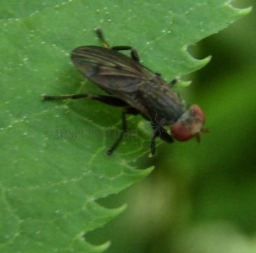 Pherbellia albocostata-5