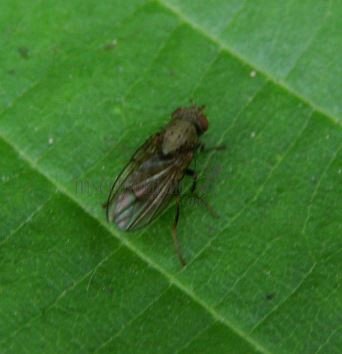 Pherbellia sp  