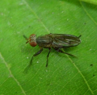 Pherbellia sp  
