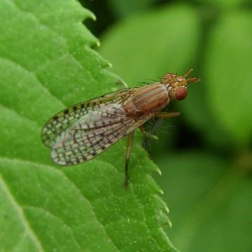 Pherbina coryleti-1
