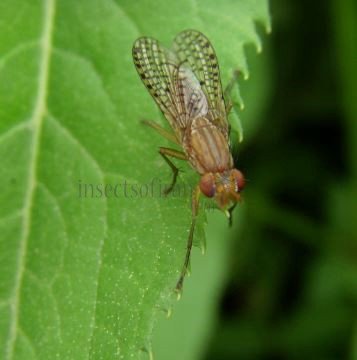 Pherbina coryleti-2
