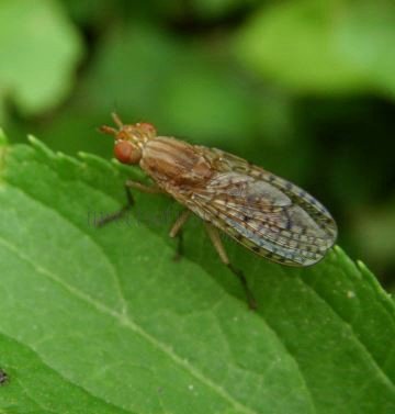 Pherbina coryleti-3