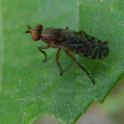 Pherbina coryleti-6