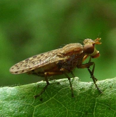 Pherbina coryleti-5