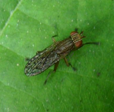 Pherbina sp-