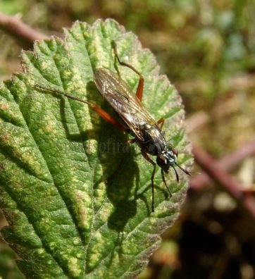 Sepedon sphegea-1