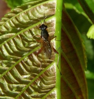 Sepedon sphegea-1