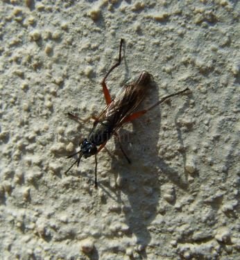 Sepedon sphegea-3