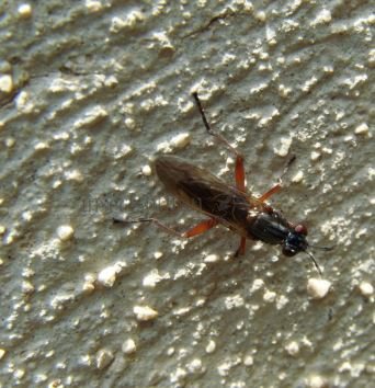 Sepedon sphegea-4