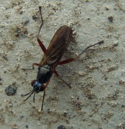 Sepedon sphegea-5