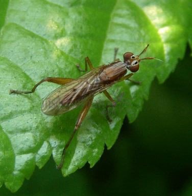 Elgiva cucularia