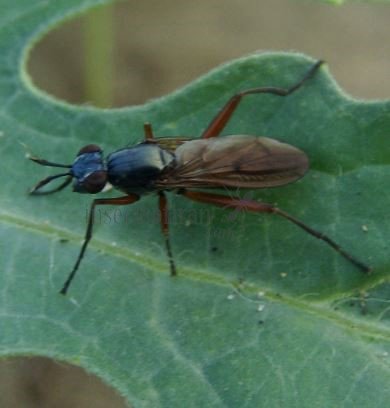 Sepedon sphegea-9