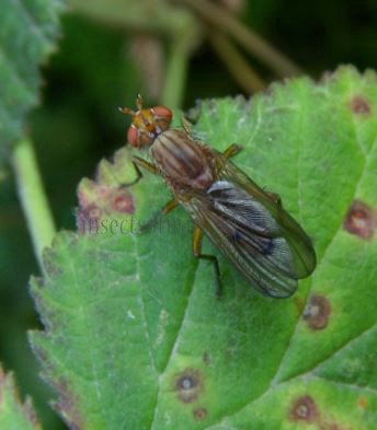 Tetanocera sp-1