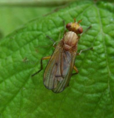 Tetanocera sp-2