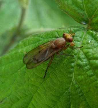 Tetanocera sp-3