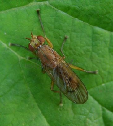 Tetanocera sp-4