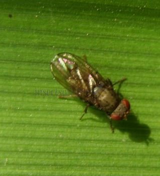 Sciomyzidae-2
