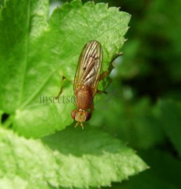 Tetanocera sp-6