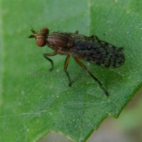 Pherbina coryleti-6