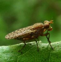 Pherbina coryleti-5