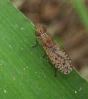 Pherbina coryleti-7