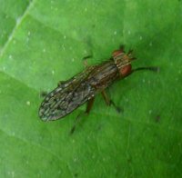 Pherbina sp-